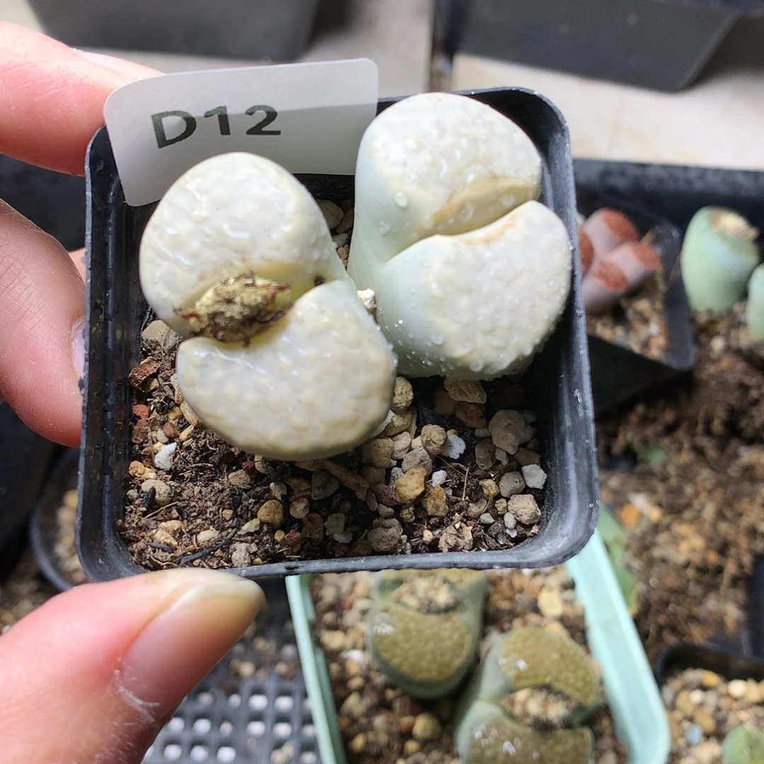 ?***琴D12多肉植物保护