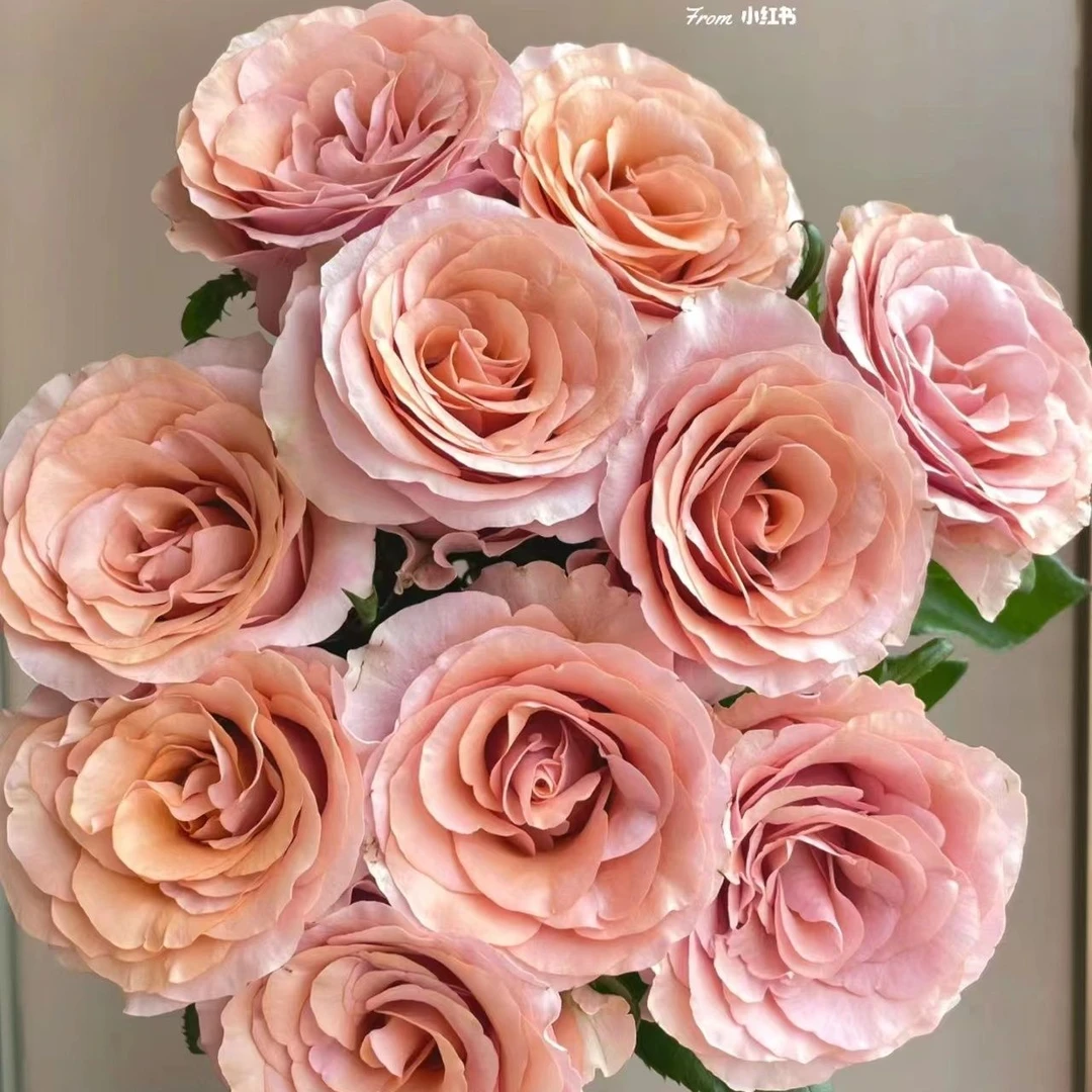 【莫泊】奶咖色渐变色玫瑰云南基地直发家用插花鲜切花