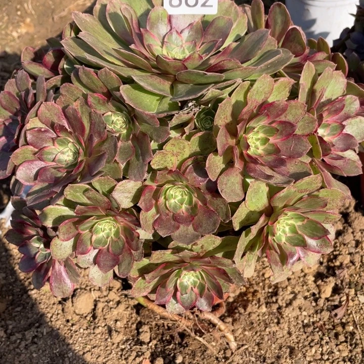 无花朵862多肉植物粉花妖
