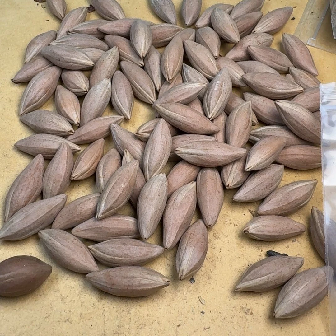 碧***心橄榄核手串/手链1