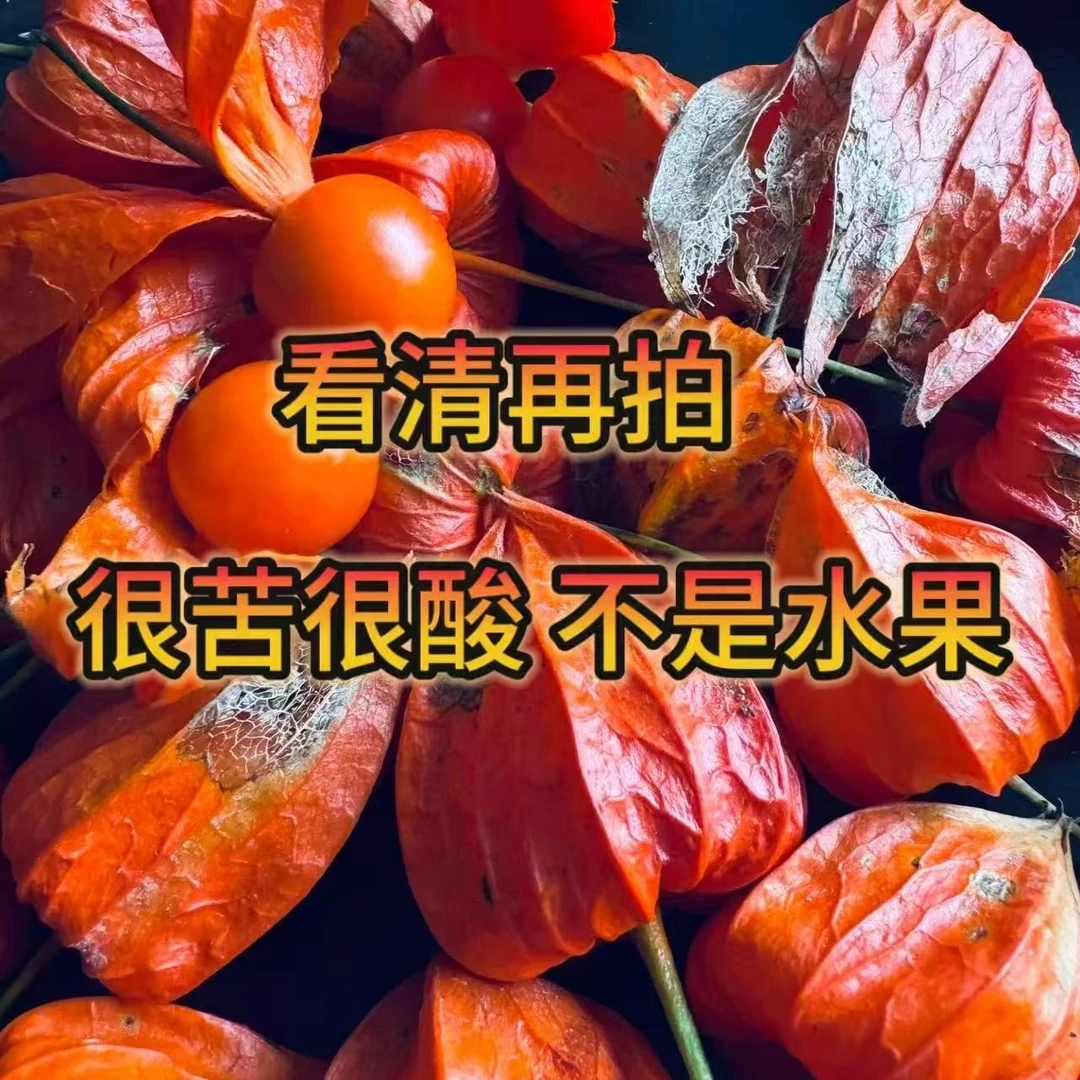 东北长白山红姑娘苦姑娘锦灯笼 果皮子有斑点鲜果新货酸苦可泡水