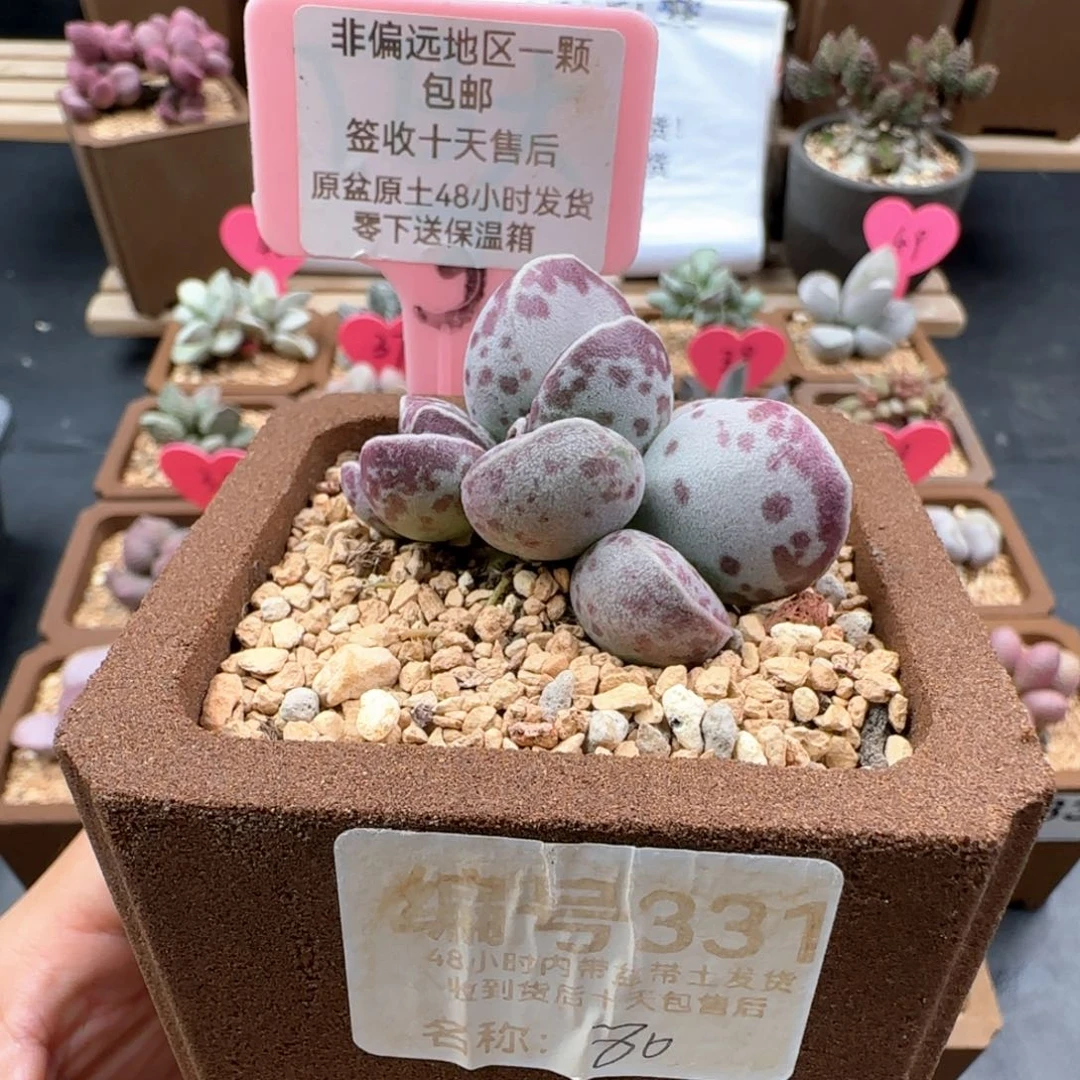 331艾薇花蛋多肉植物