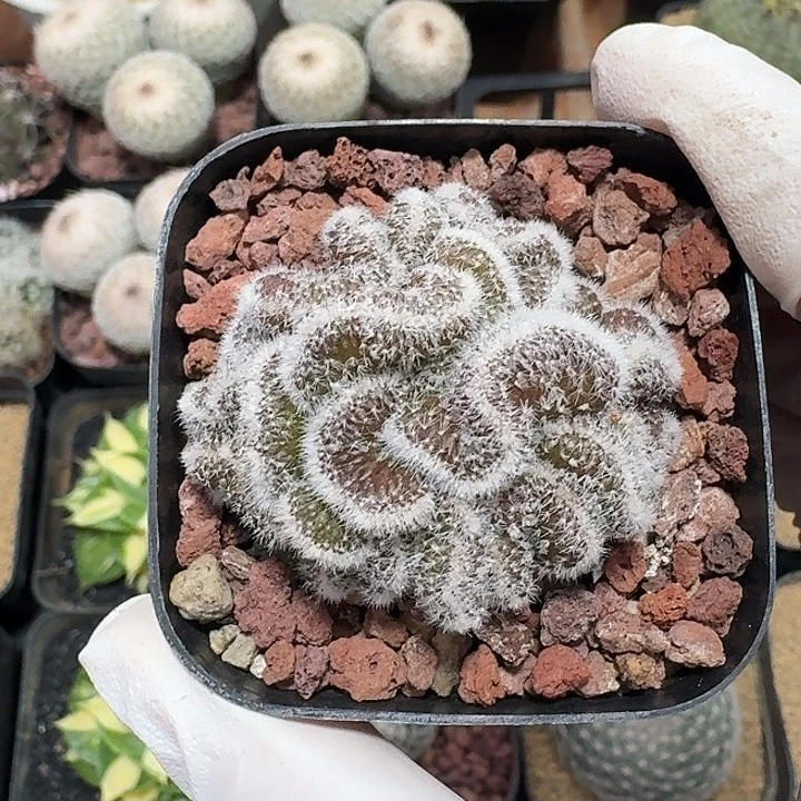 深***学白檀缀仙人球22346