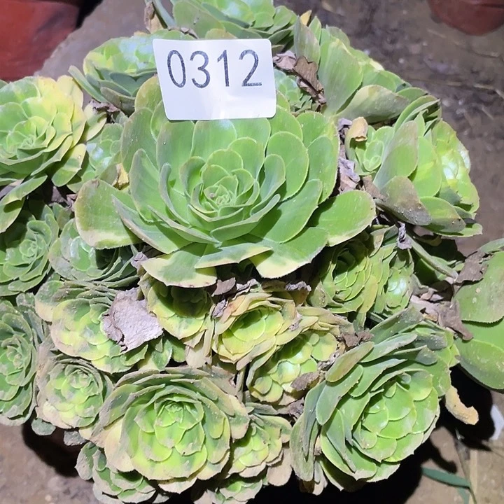多肉植物法师312五彩琉璃