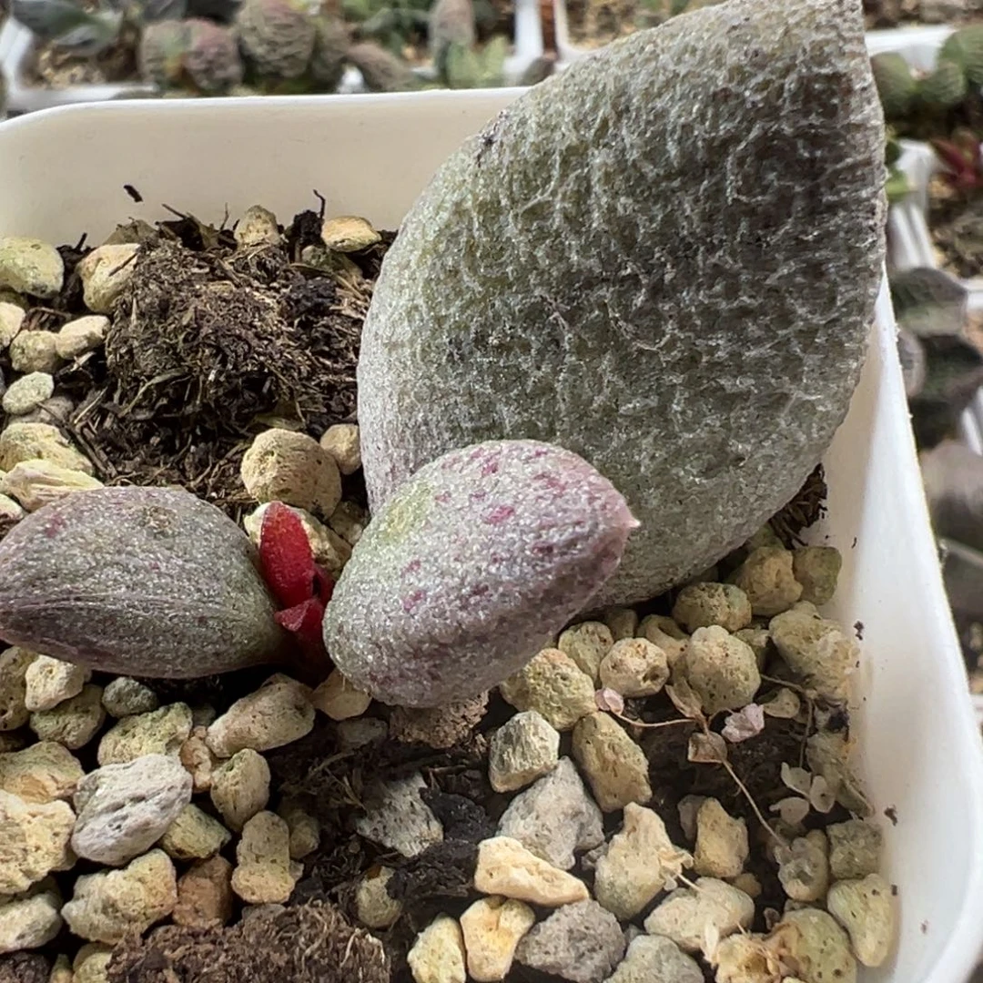 3x大苗多肉植物水泡