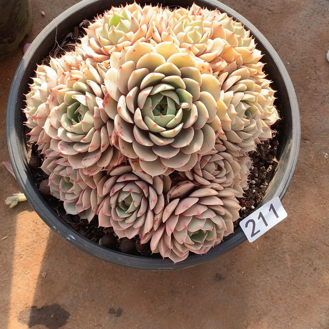 211 一物一拍多肉