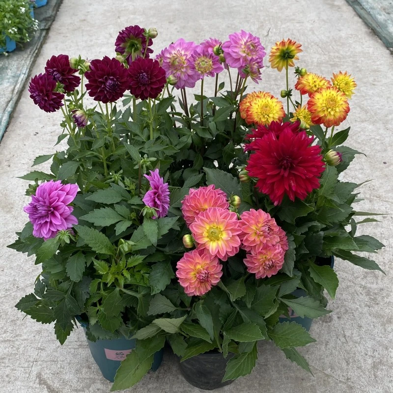 大丽花盆栽花卉颜色艳丽花期长适合走廊阳台庭院种植小丽花