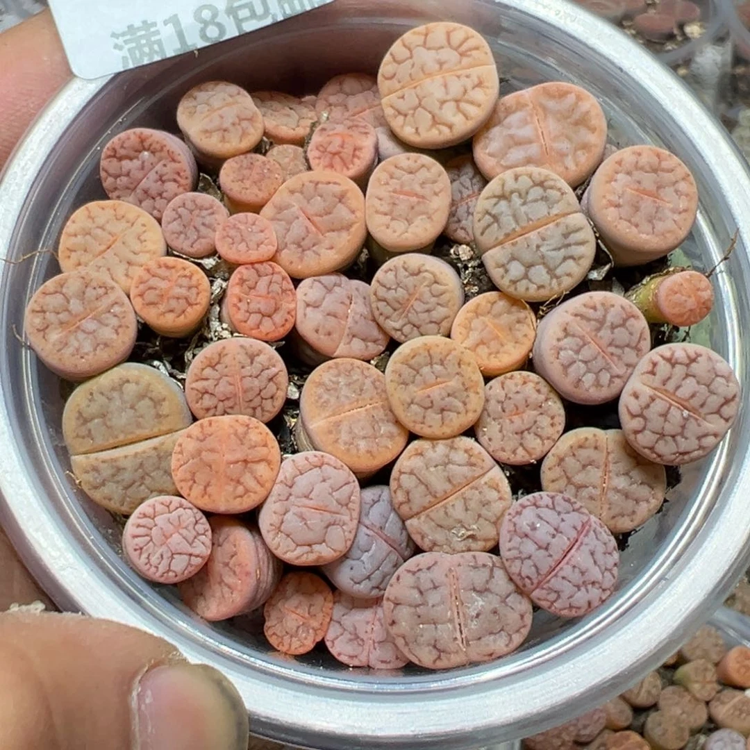 【闪购商品】 260。