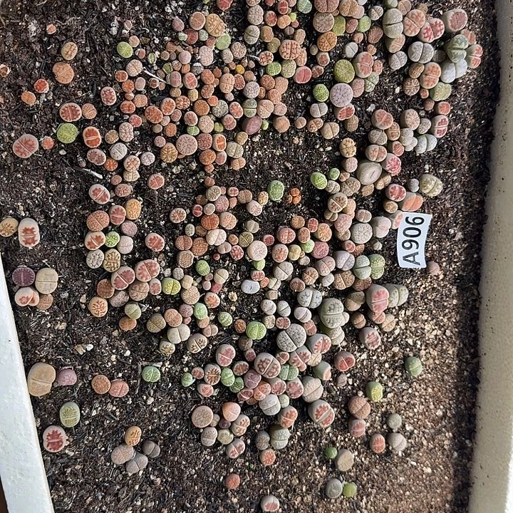 生906石花整筐脱土发货