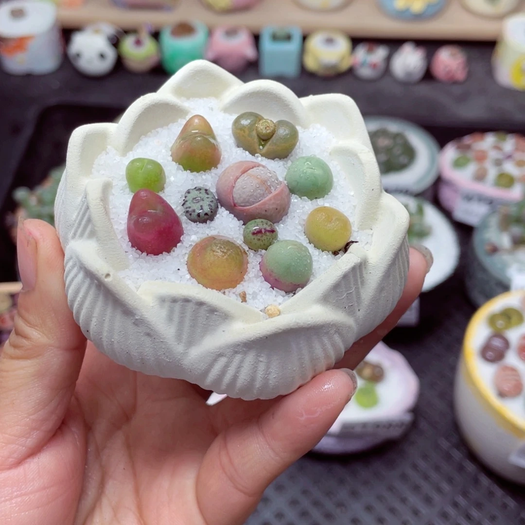 w1990 带盆土发货-零下地区拍保温箱