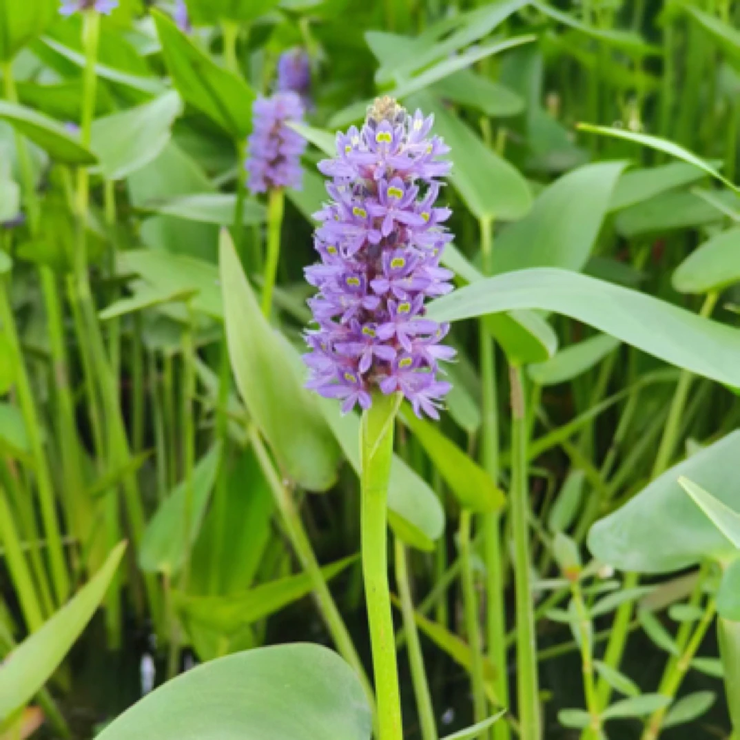 梭鱼草盆栽水生花卉植物【需要量大联系客服有优惠】