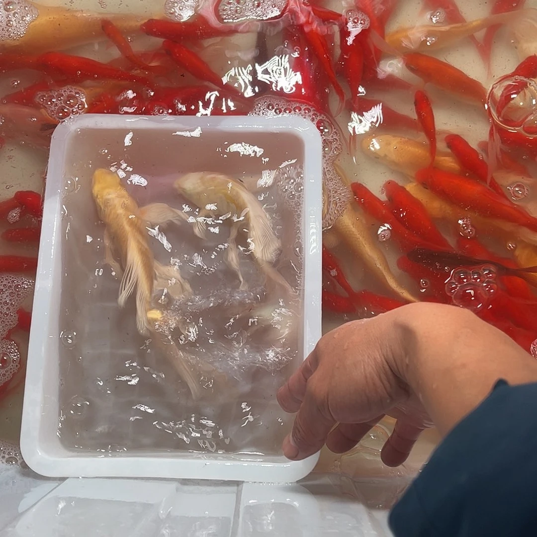 锦鲤包邮，包损，31