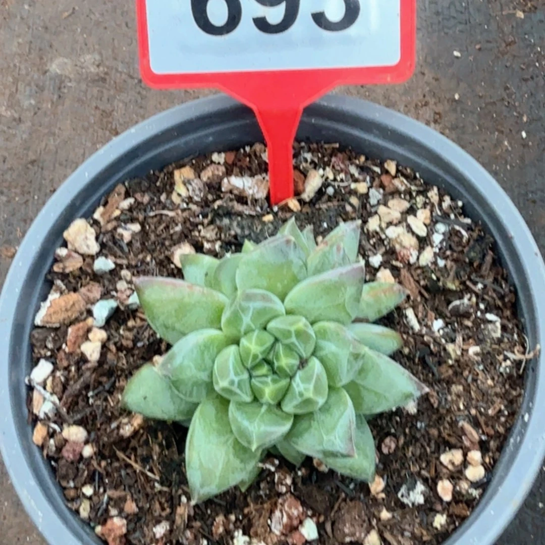 优选美人多肉植物693