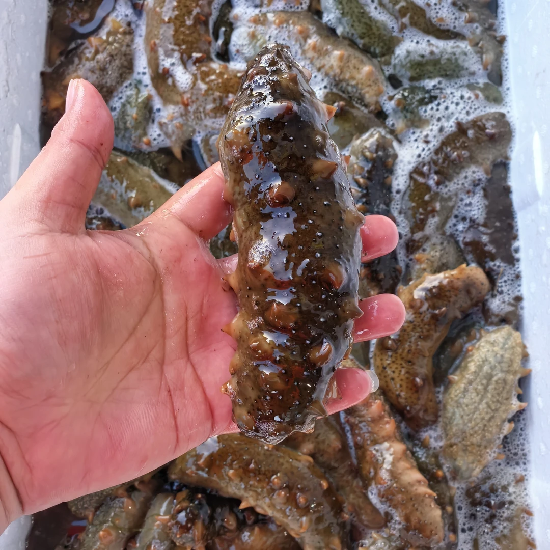 【次日达】鲜活海参，加工煮好后发货，5斤活海参煮好后大约0.8斤13-32只左右