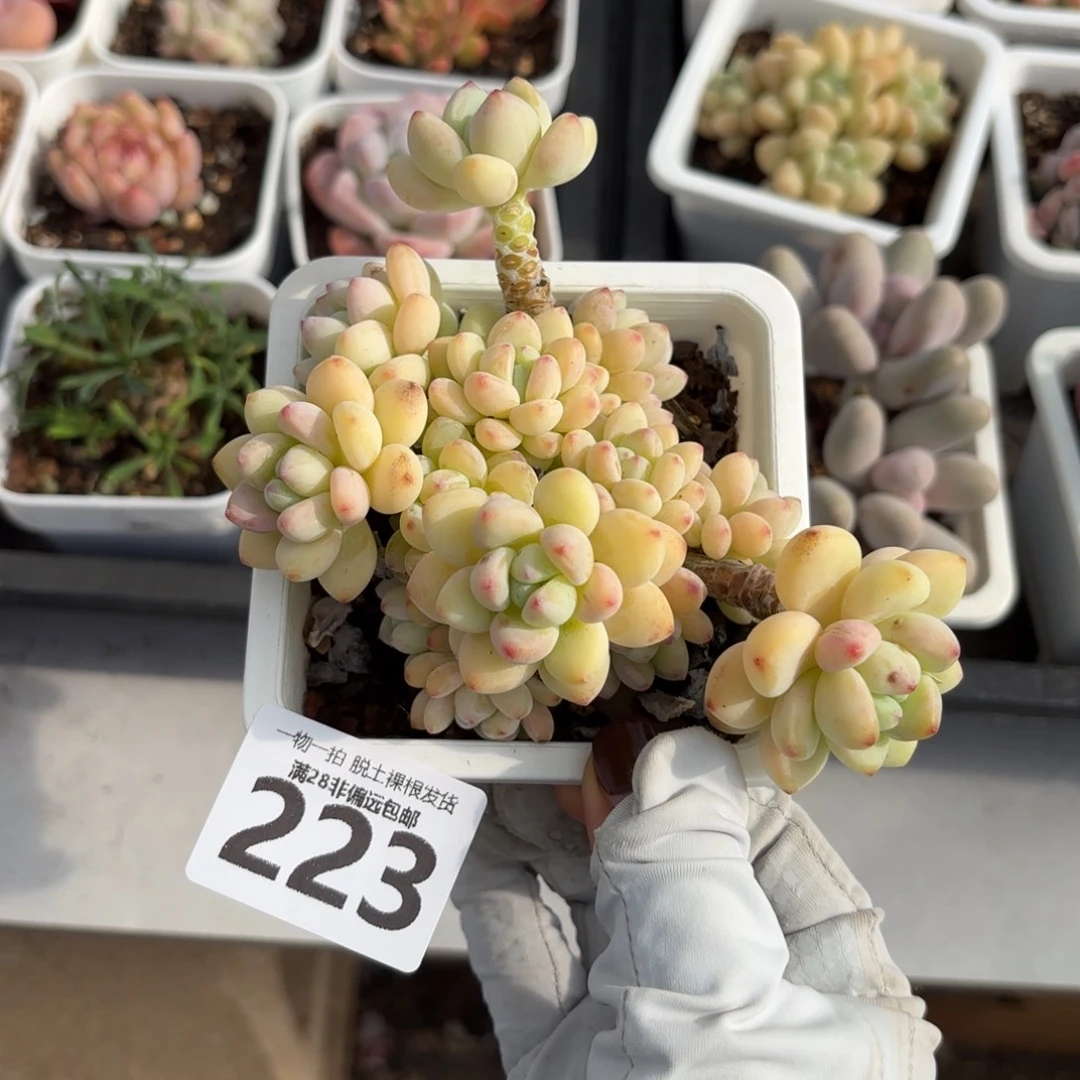 樱花罗绮老桩无盆土发货