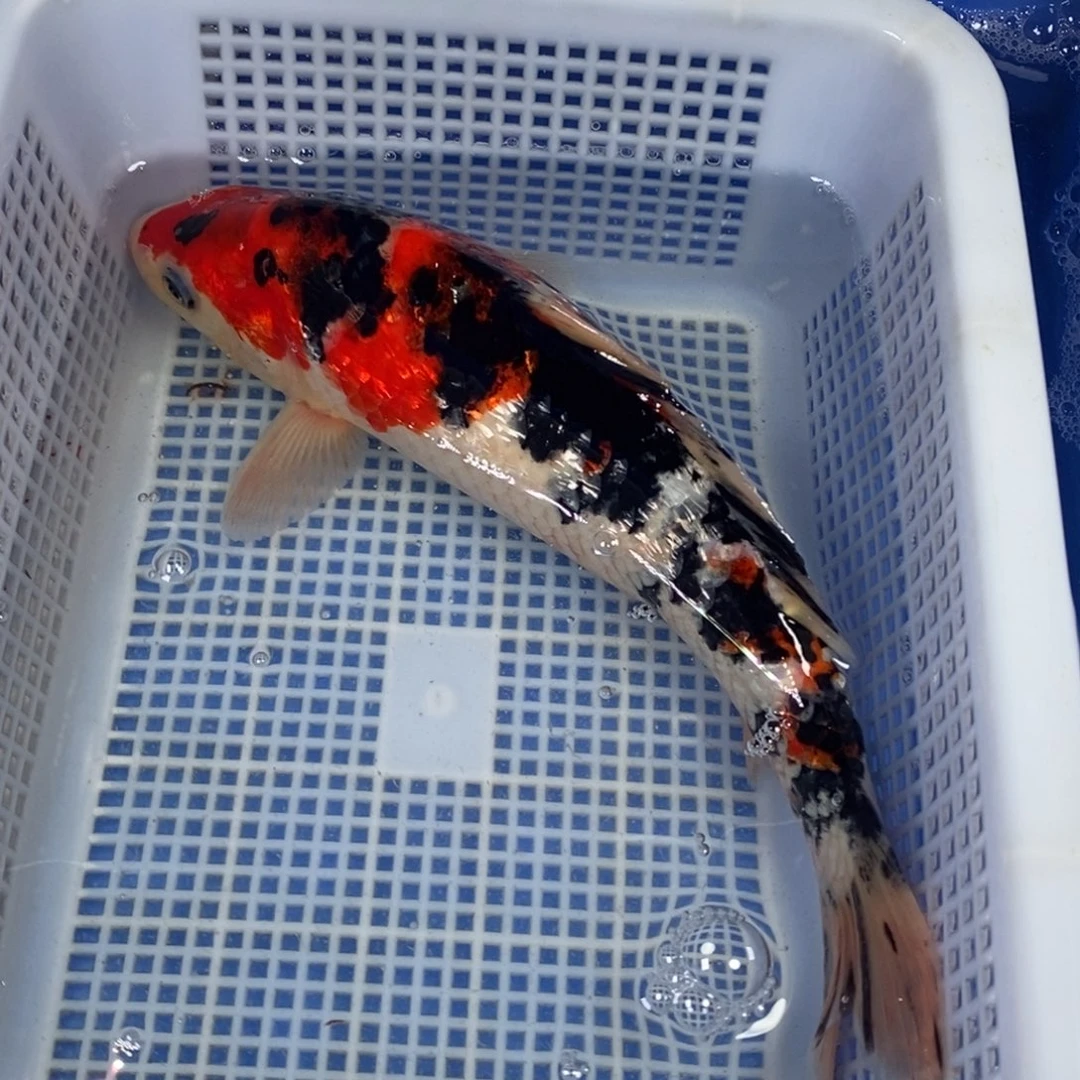 锦鲤冷水锦鲤包邮