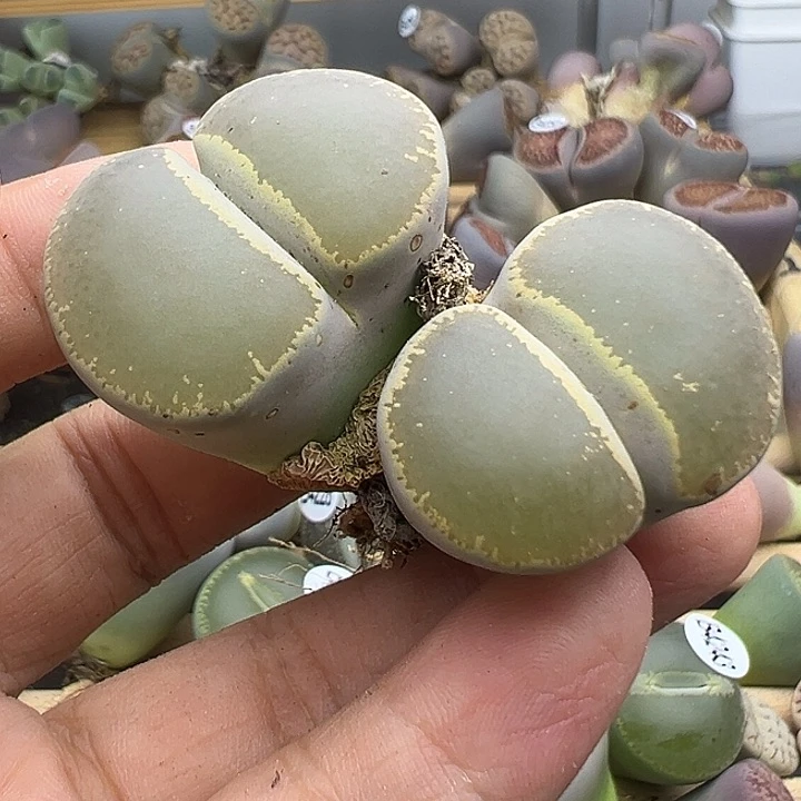 4282有点小伤下播福利