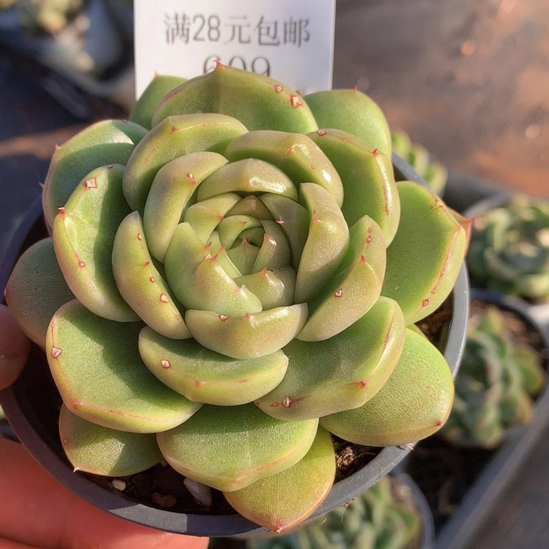 【闪购商品】云609号小皮7厘米