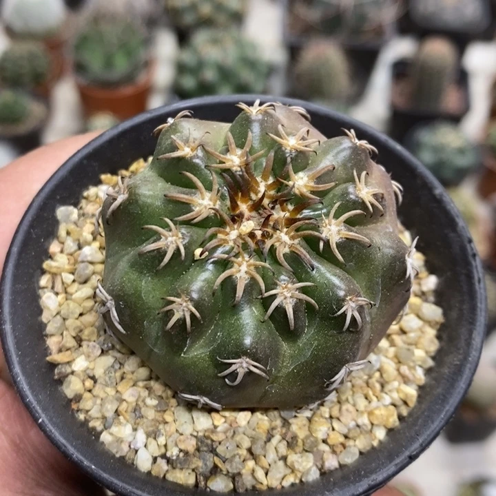 实生猫爪圆盘玉特价