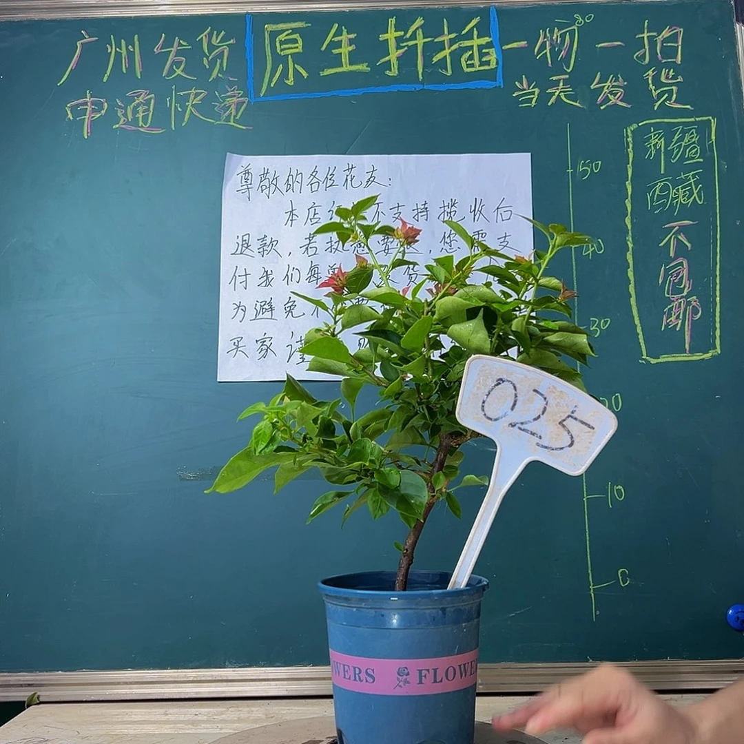 当前无花栽培后可以开花 佩德罗  025