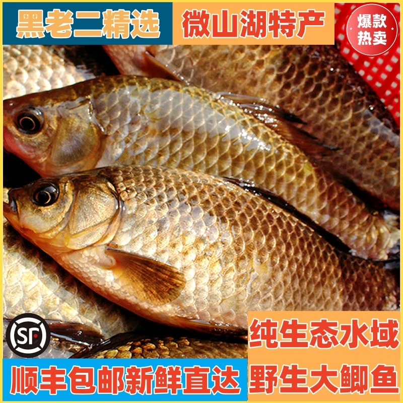 黑老二精选纯野生大鲫鱼顺丰微山湖土鲫鱼新鲜现杀