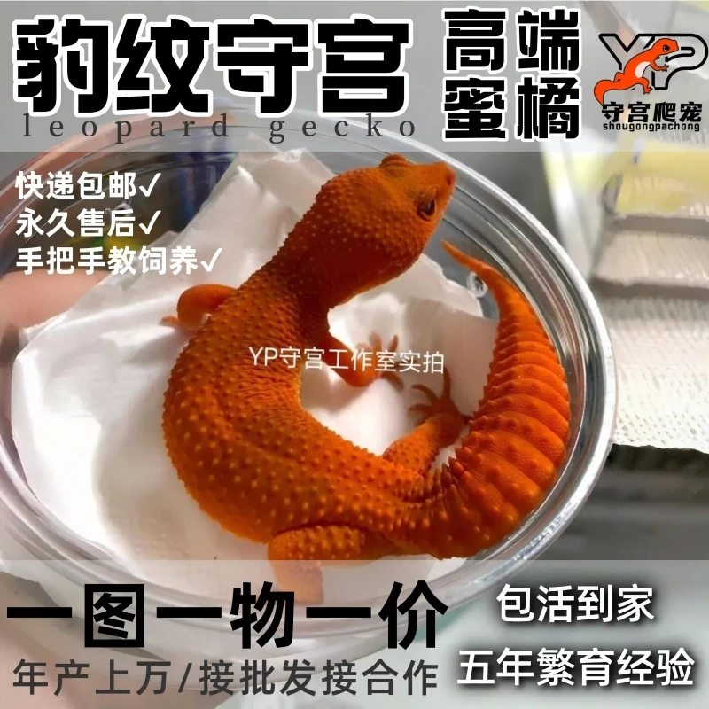 豹纹守宫蜜桔苗子活体蜥蜴宠物小火龙入门级爬宠活物爬虫另类萌宠