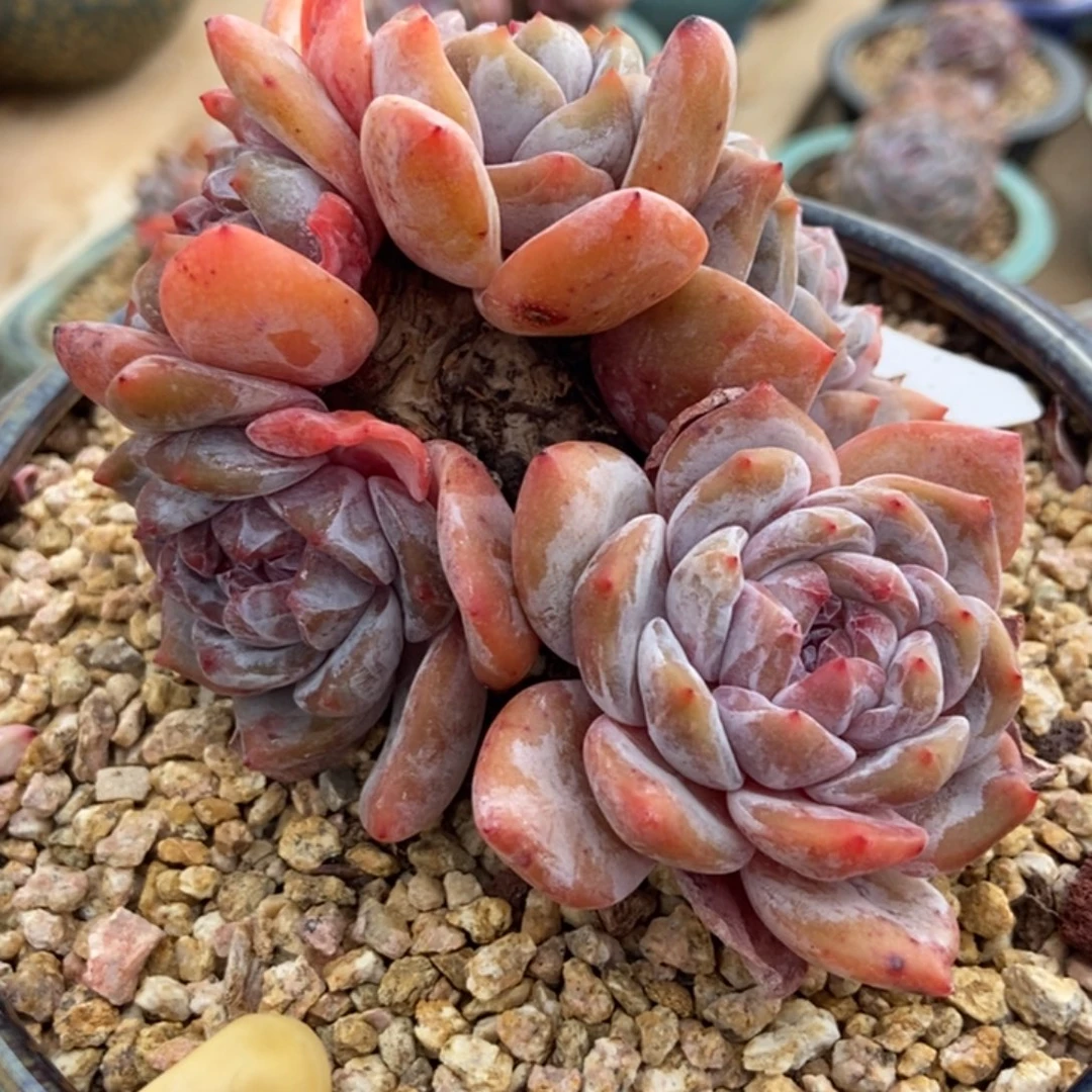 五头提根粗腿包脸