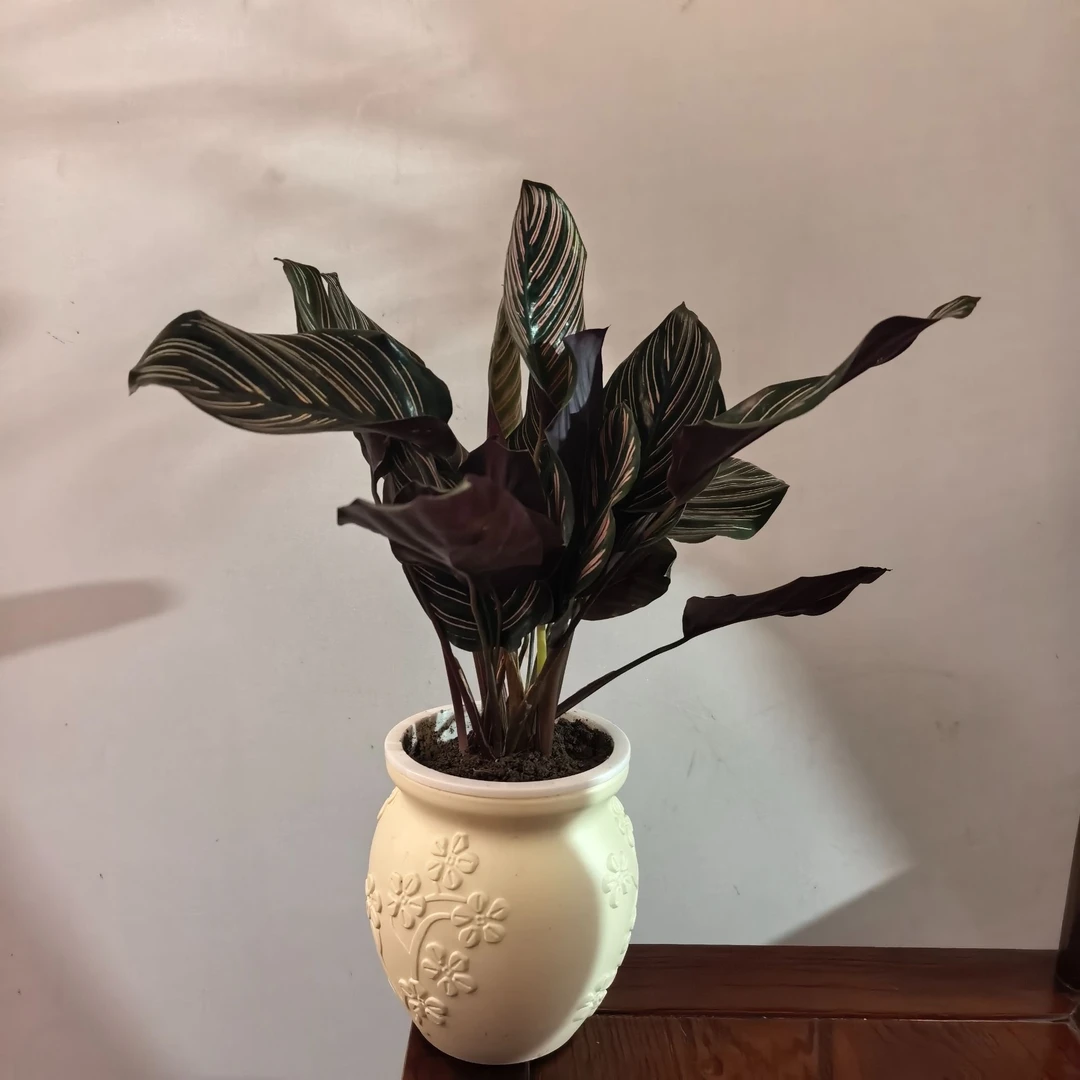 带盆双线竹竽40-50左右高室内绿植净化空气桌面盆栽喜阴植物