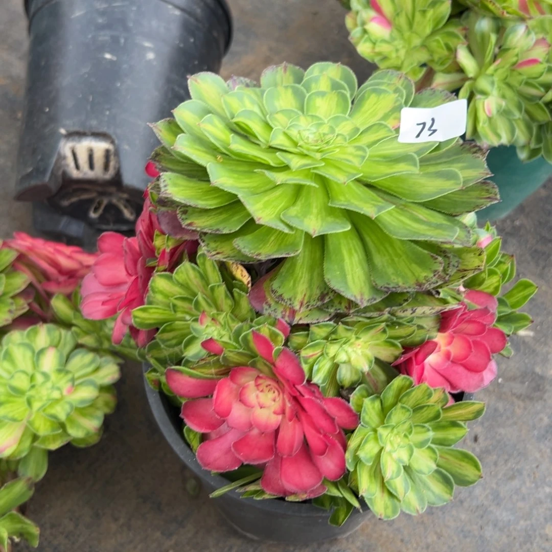 73知否无根多肉植物系