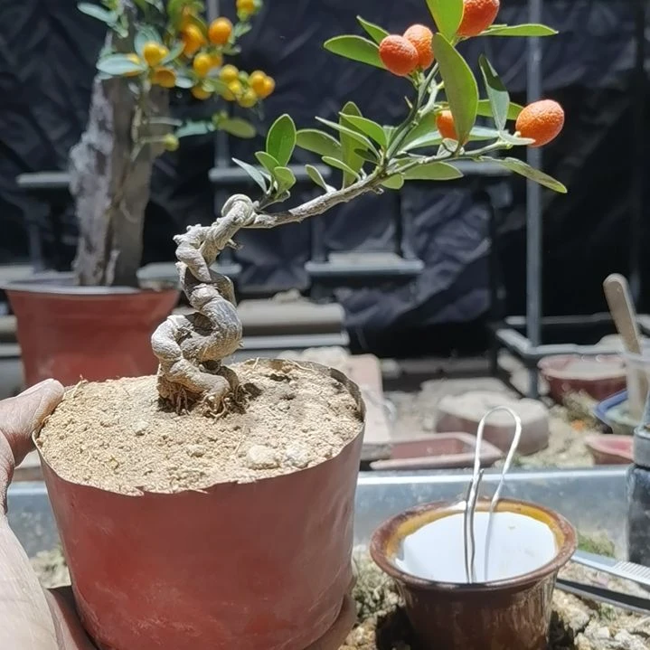 d***完全开放金豆小橘子绿植