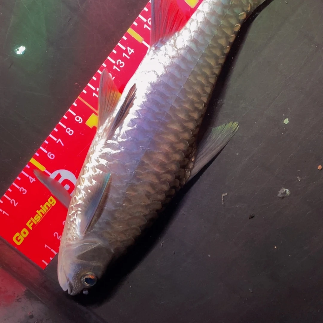 吉罗鱼26.5厘米异口一条