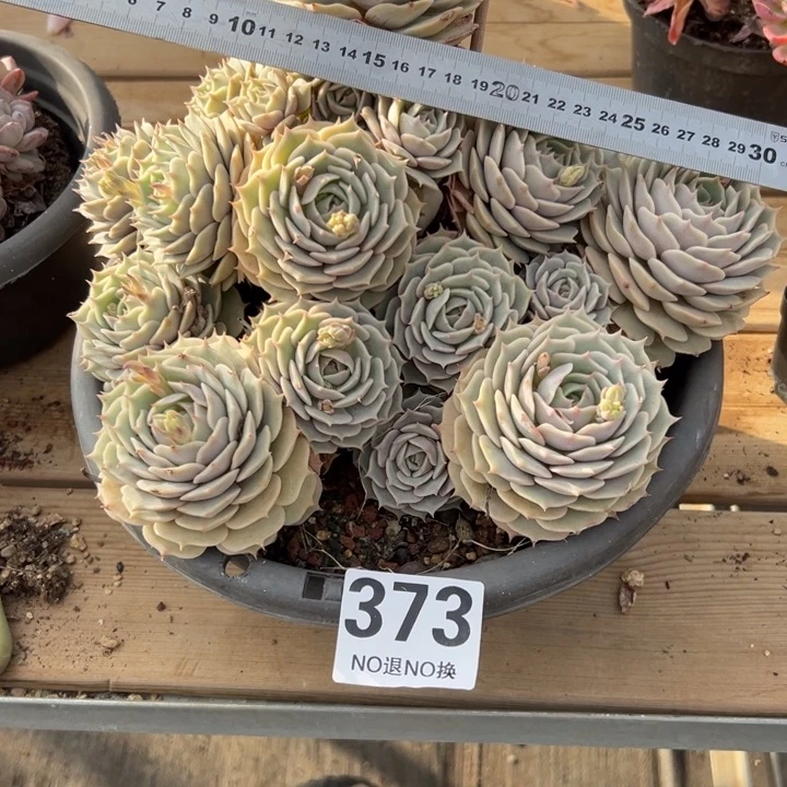 笑***尘A373大群露娜莲一物一拍58