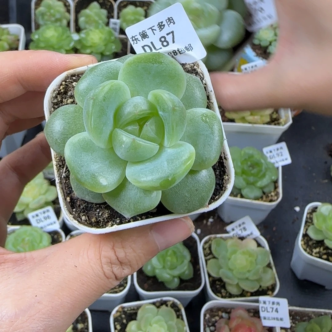 87东篱下多肉植物哈哈哈哈哈