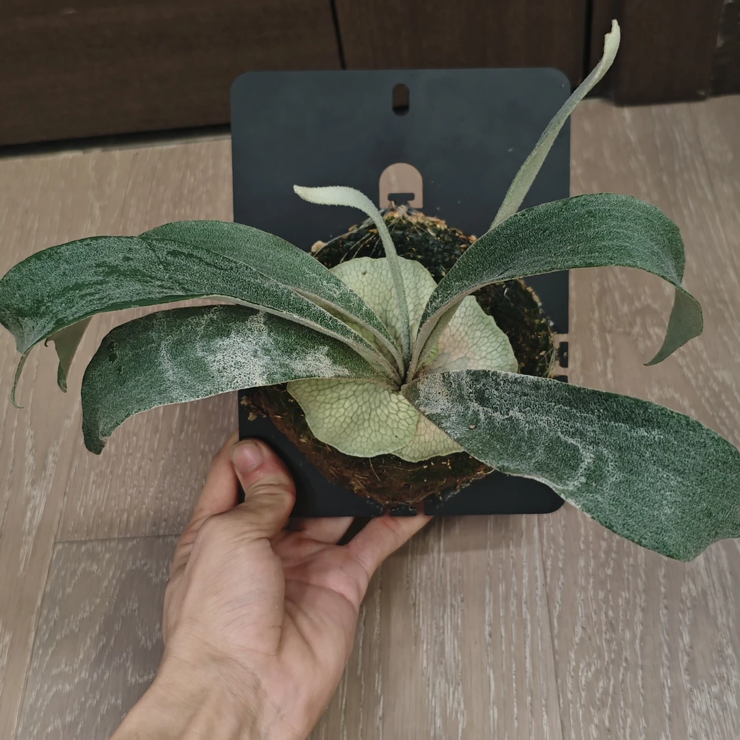 野银321孢子苗一物一拍