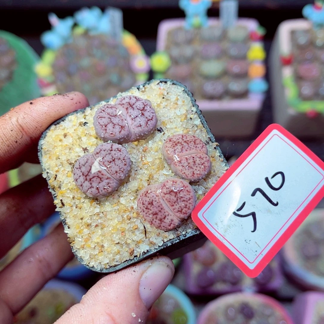 570生石花带盆发1