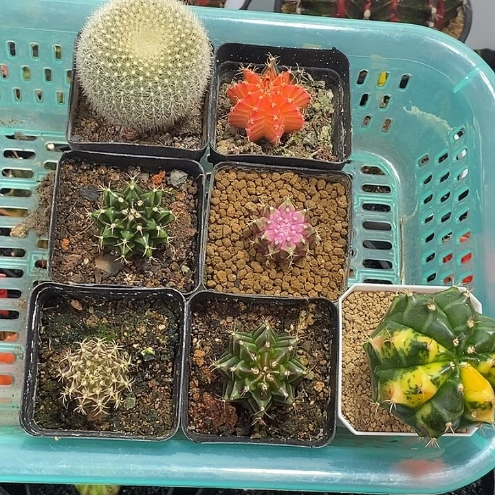 一筐7颗40米福利—脱土发货