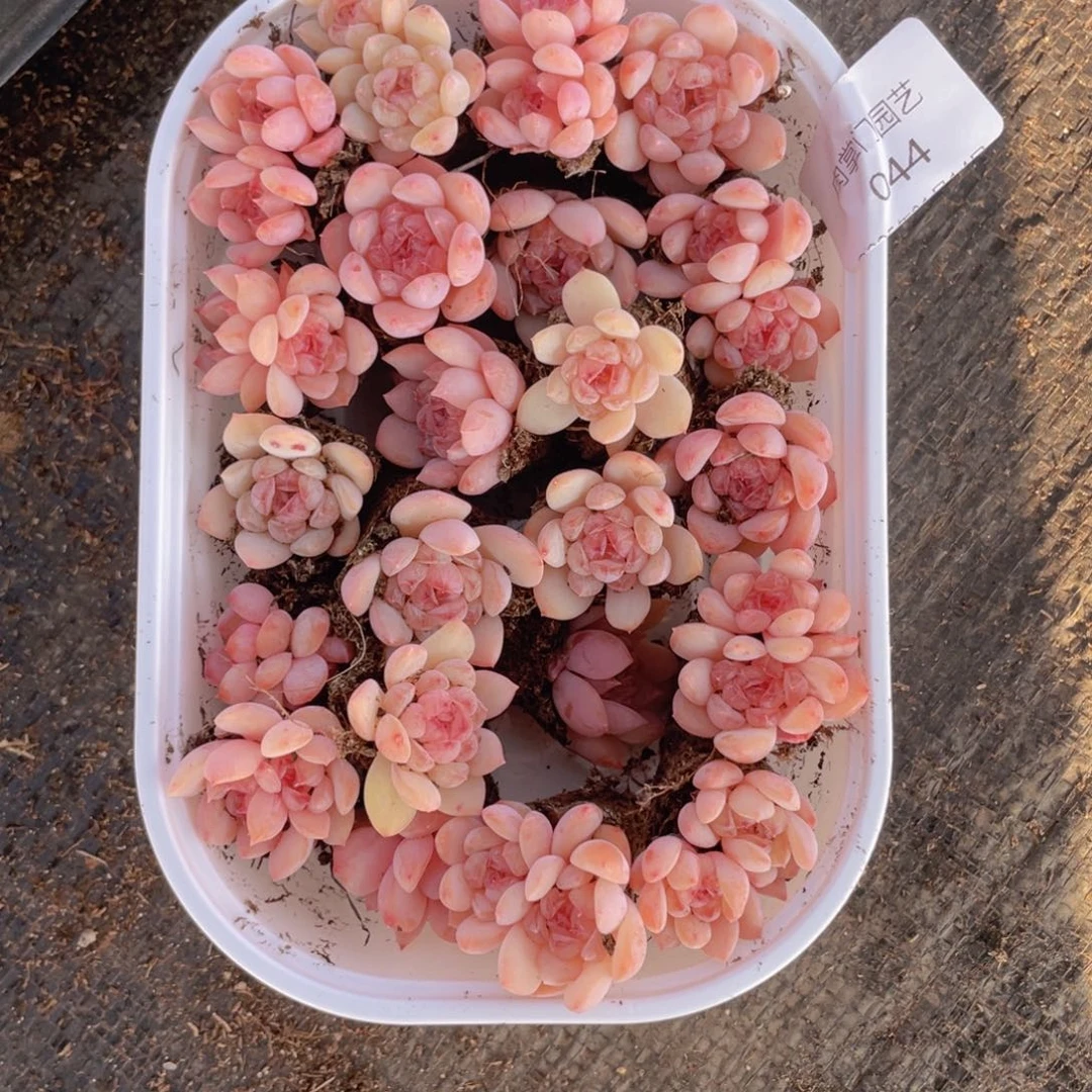 我们的生活方式是什么044