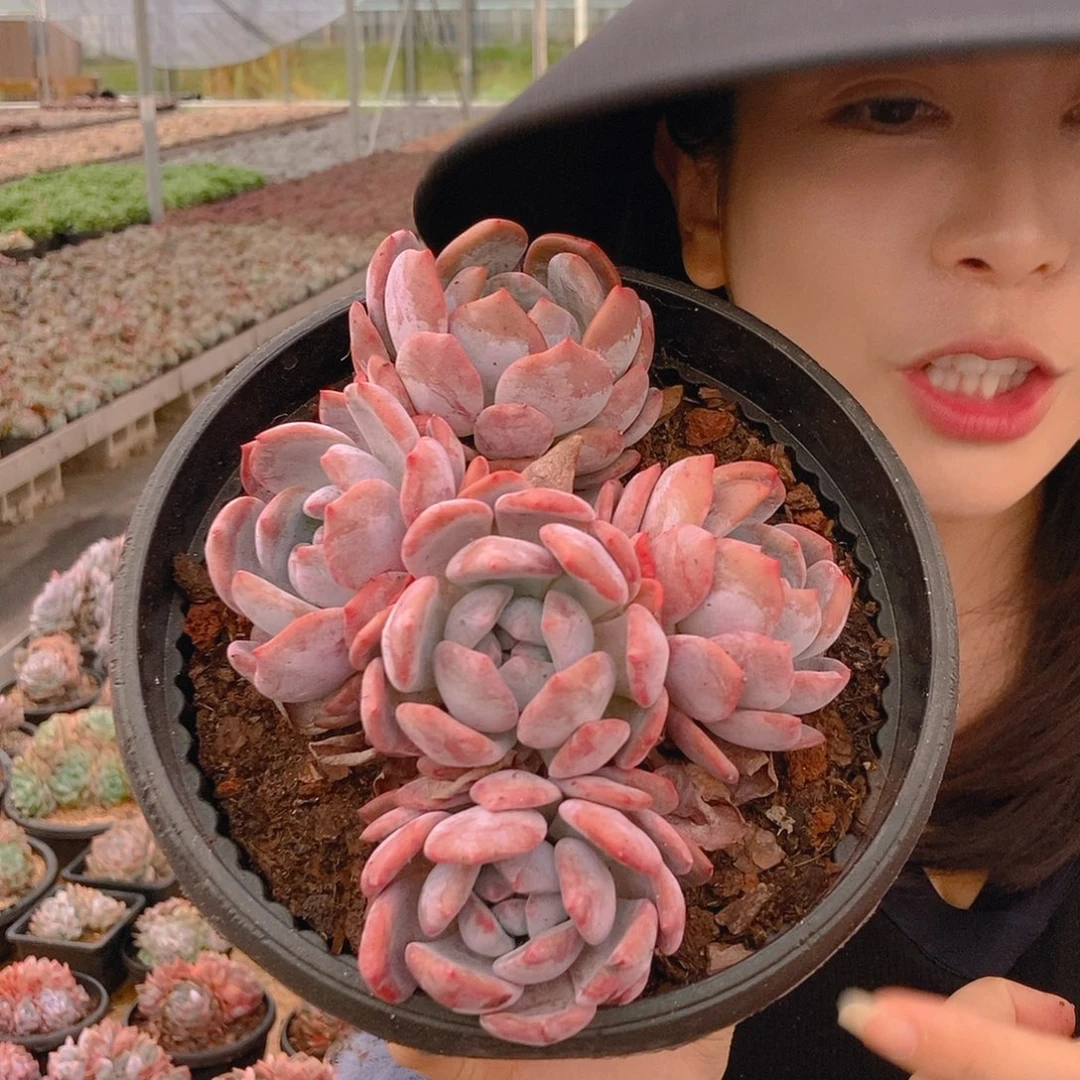 星影群4头随机发货