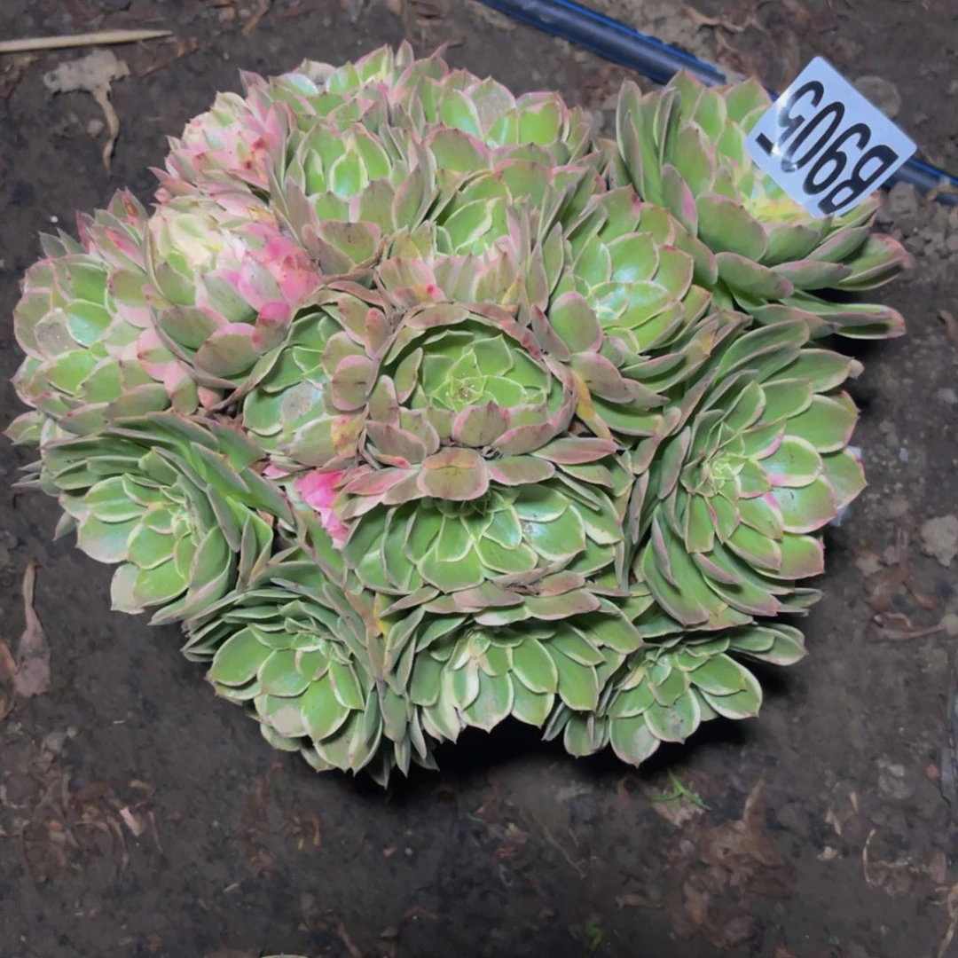 海燕法师16/////26包邮