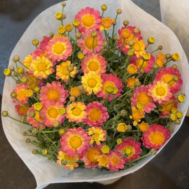 原盆原土玛格丽特蜜糖