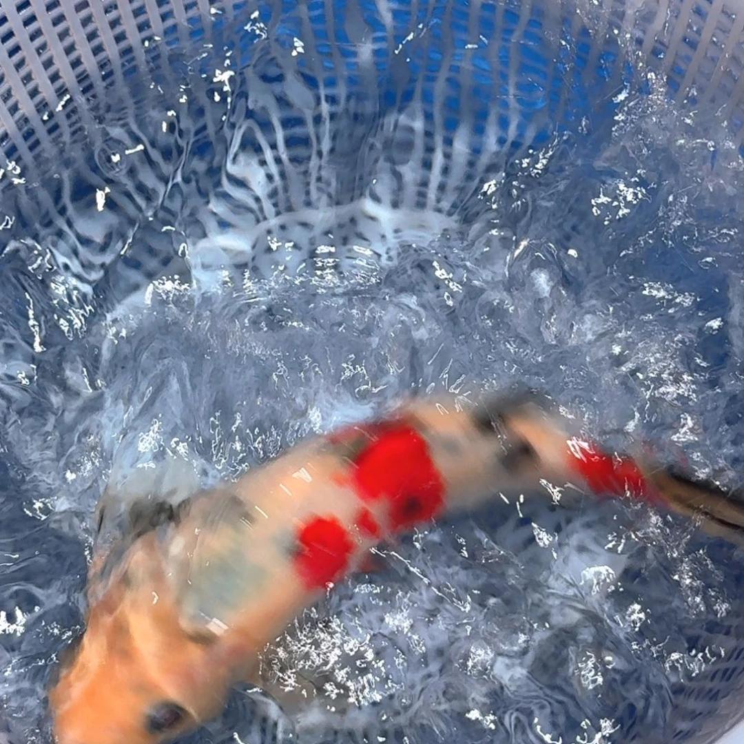 锦鲤精品甄选血统锦鲤