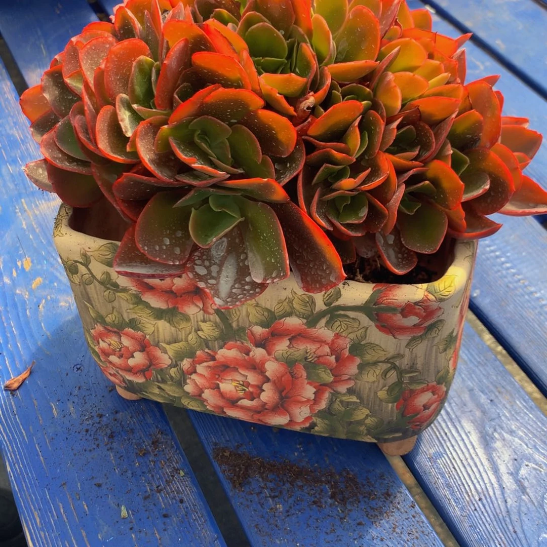 杜***@酒杯玫瑰111111111111111111