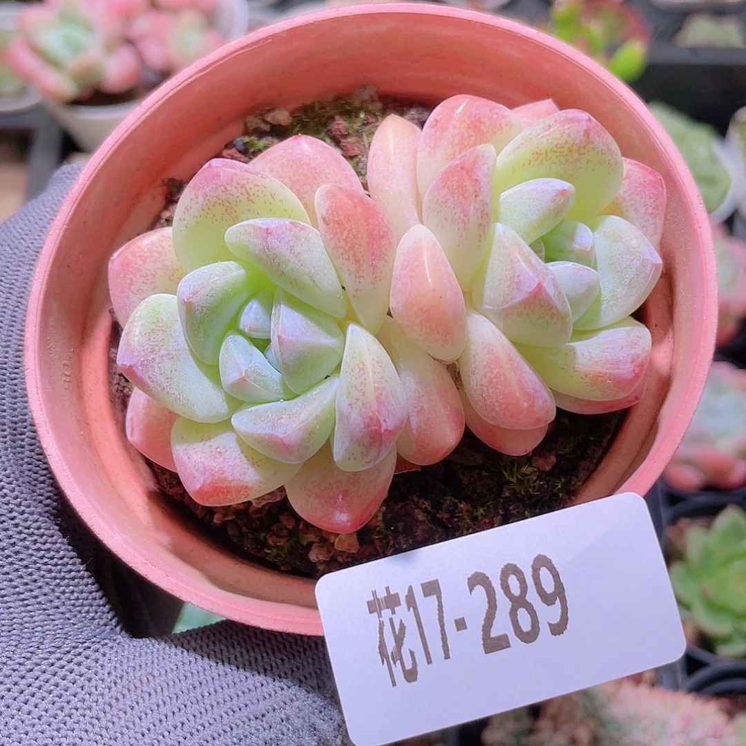 花利美17-289冰玉