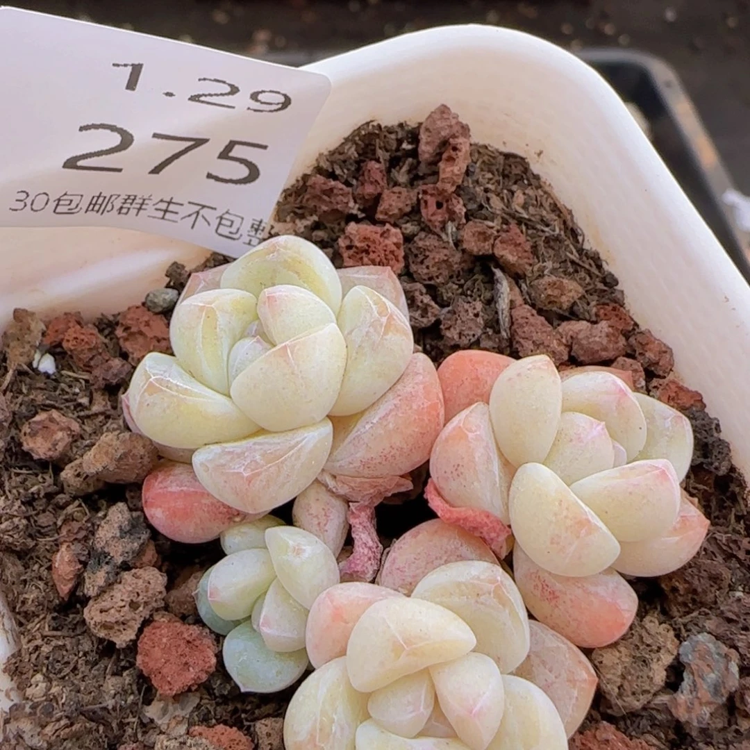 四头糖心冰玉一颗脱土