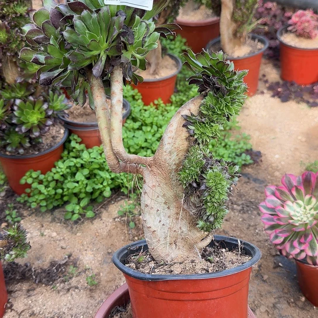 205黑法师一颗满28包邮