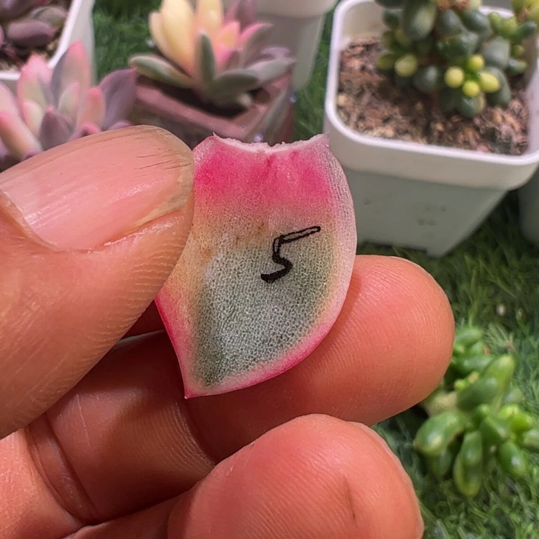 蝈*多肉植物多肉植物