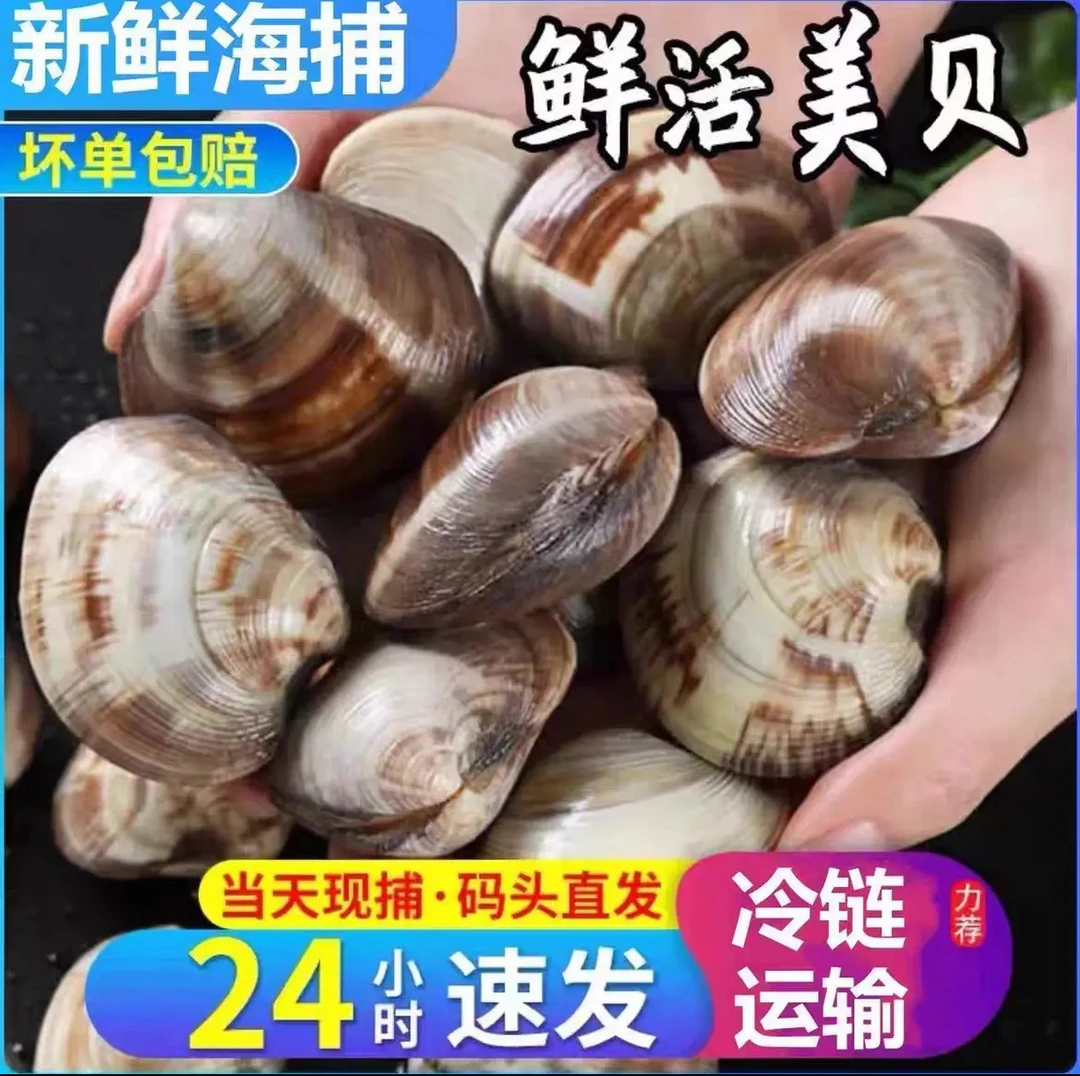 【福利价】鲜活美贝无沙无泥无壳顺丰冷链配送 蒸 煮 烤爆炒 3斤5斤