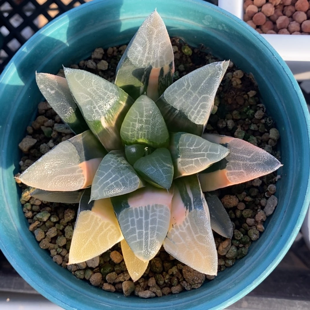 一颗实生大克锦。