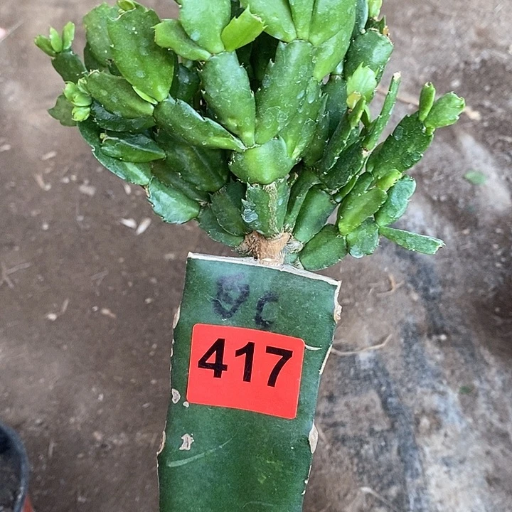 无花朵白重417号新疆不包邮