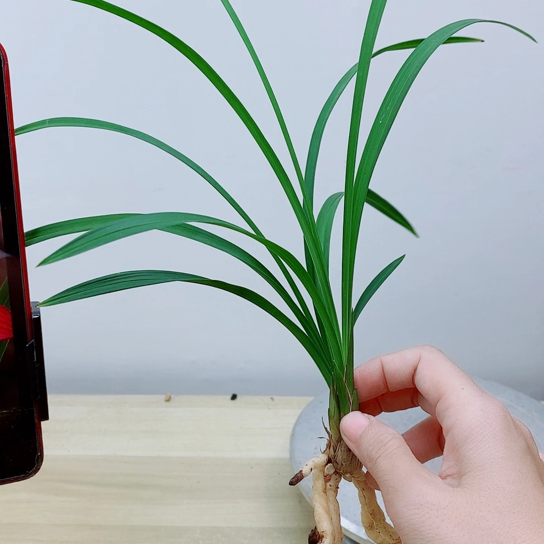 当前无花栽培后可以开花大